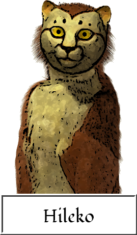 Upper body image of Hileko to demonstrate the tan and cream hyarmi coat color.